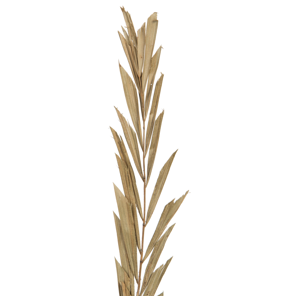 27" Rahul Stick Natural stems 8/bu