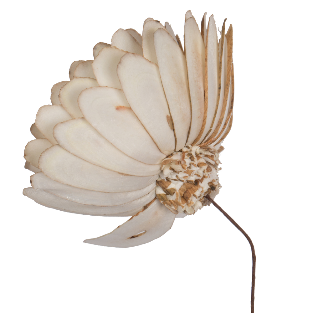 Vickerman 4" Natural Botanicals Dried Sola Flower on Wire Stem