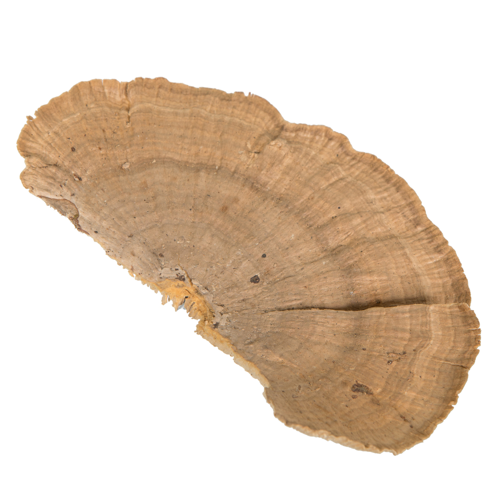 4"-6" Sponge Mushroom Med 50/pk
