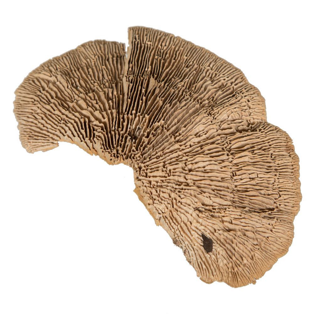 4"-6" Sponge Mushroom Med 50/pk