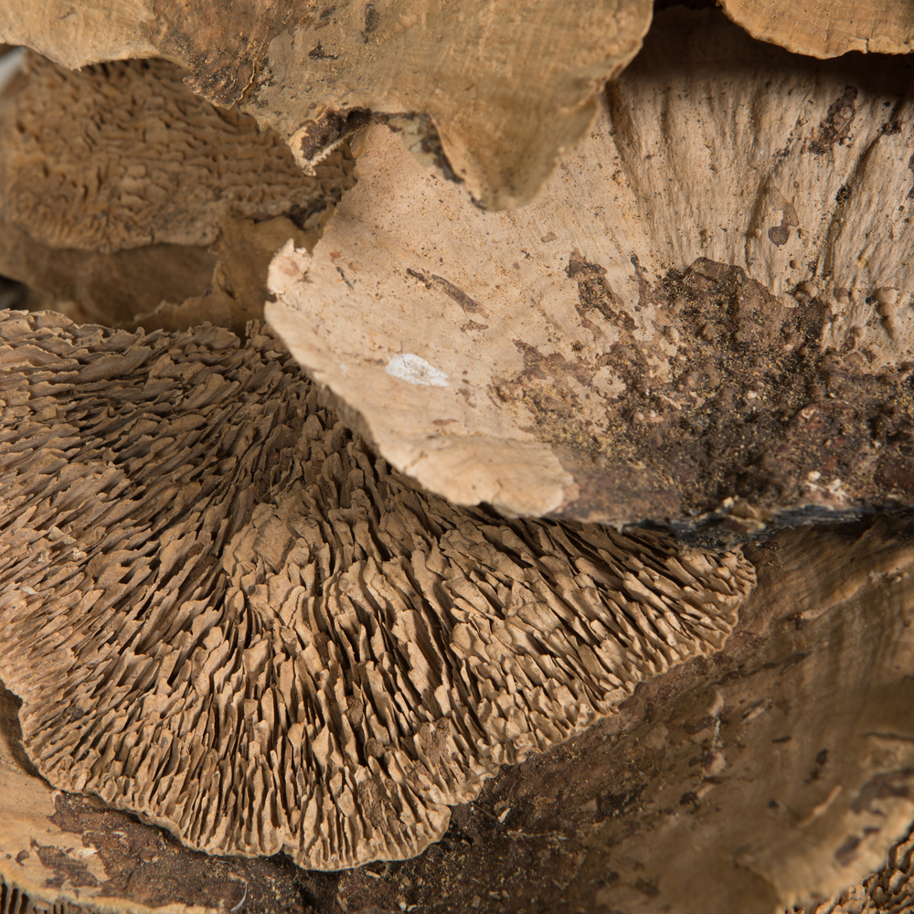 4"-6" Sponge Mushroom Med 50/pk