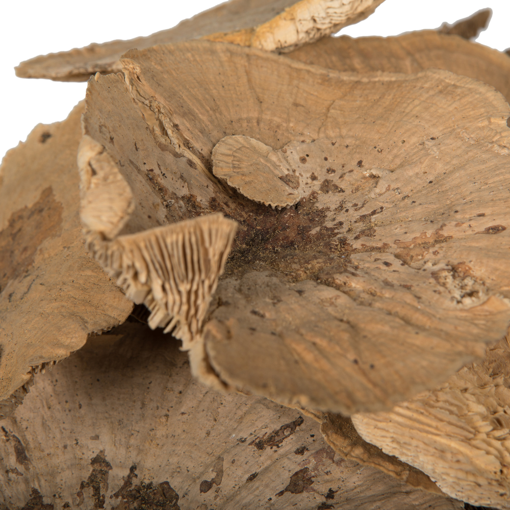 4"-6" Sponge Mushroom Med 50/pk