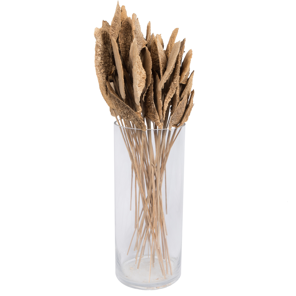 Sponge Mushroom