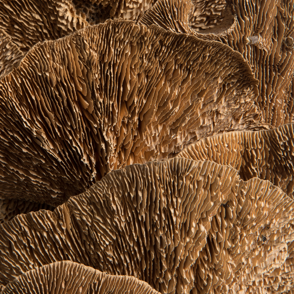 Sponge Mushroom
