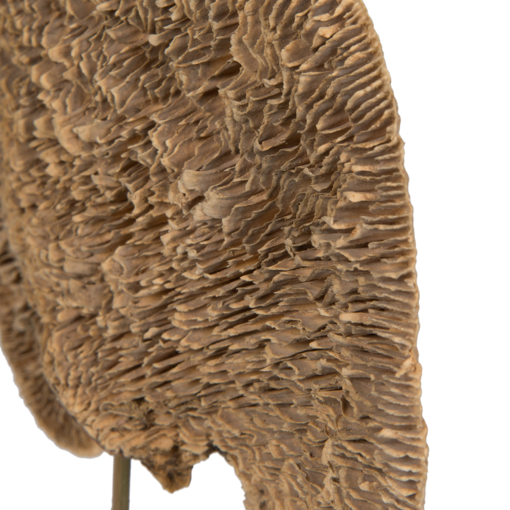 Sponge Mushroom