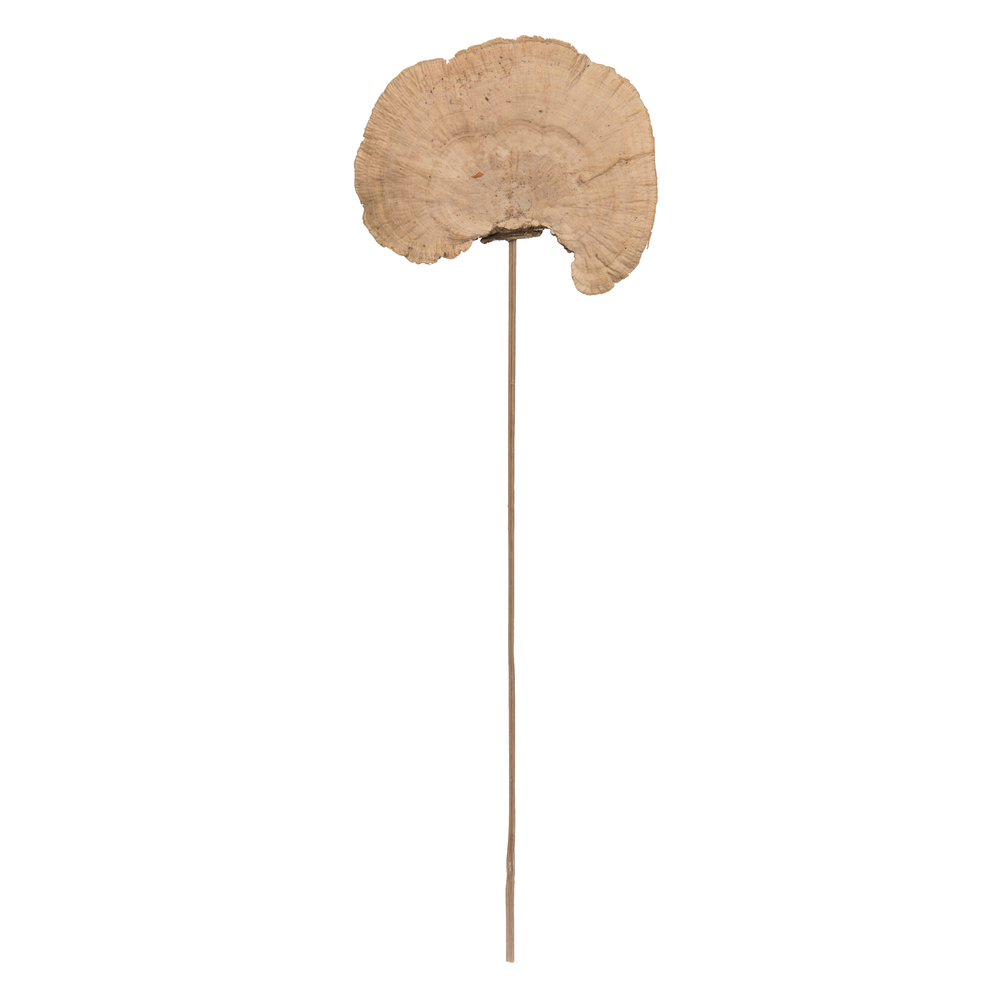 Sponge Mushroom