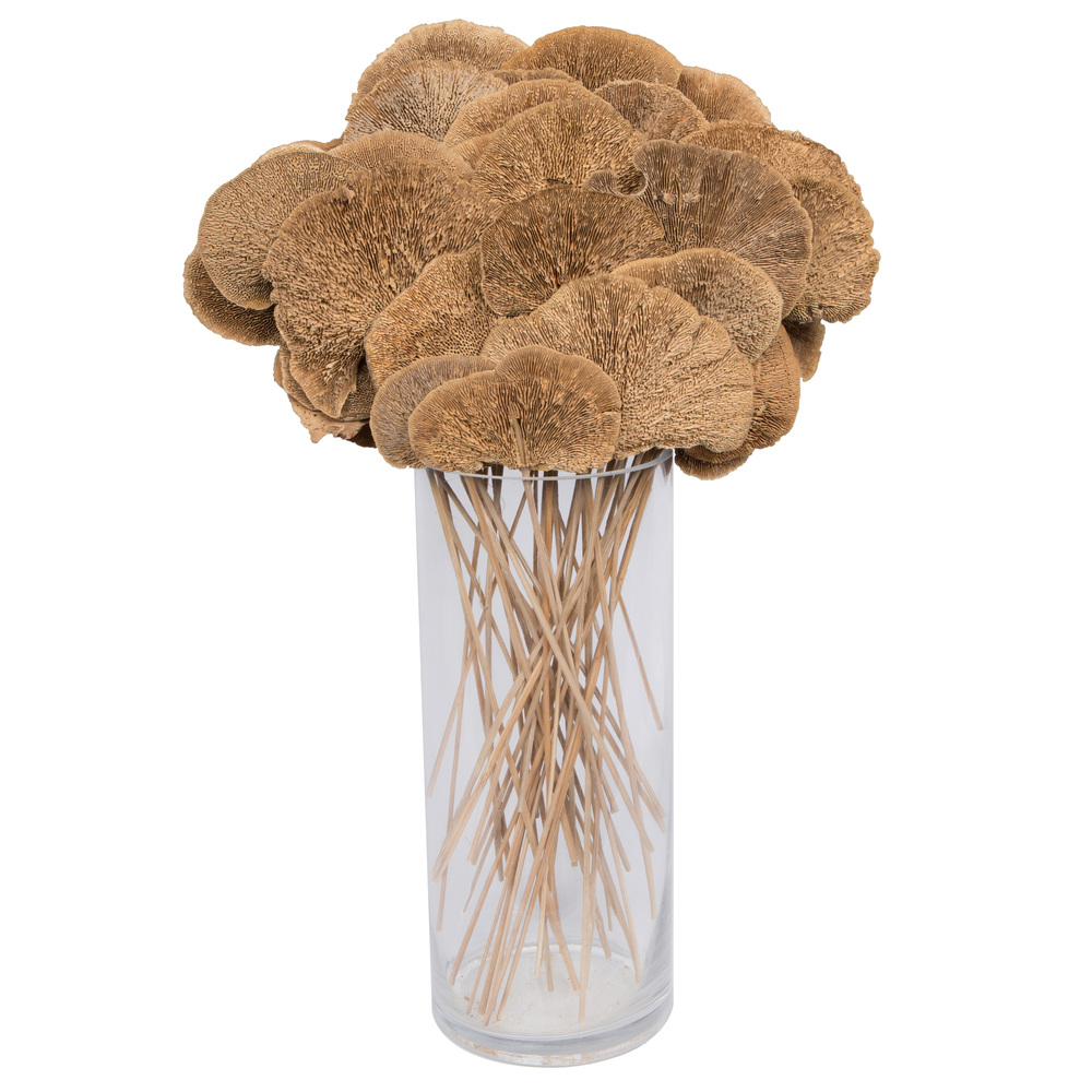 Sponge Mushroom