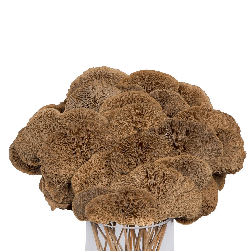 Sponge Mushroom