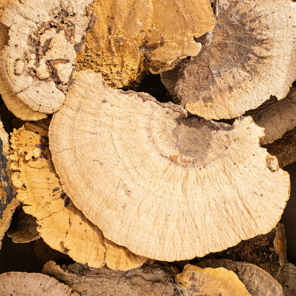Vickerman Natural Botanicals Dried Assorted 4-6 inch Sponge Mushrooms 