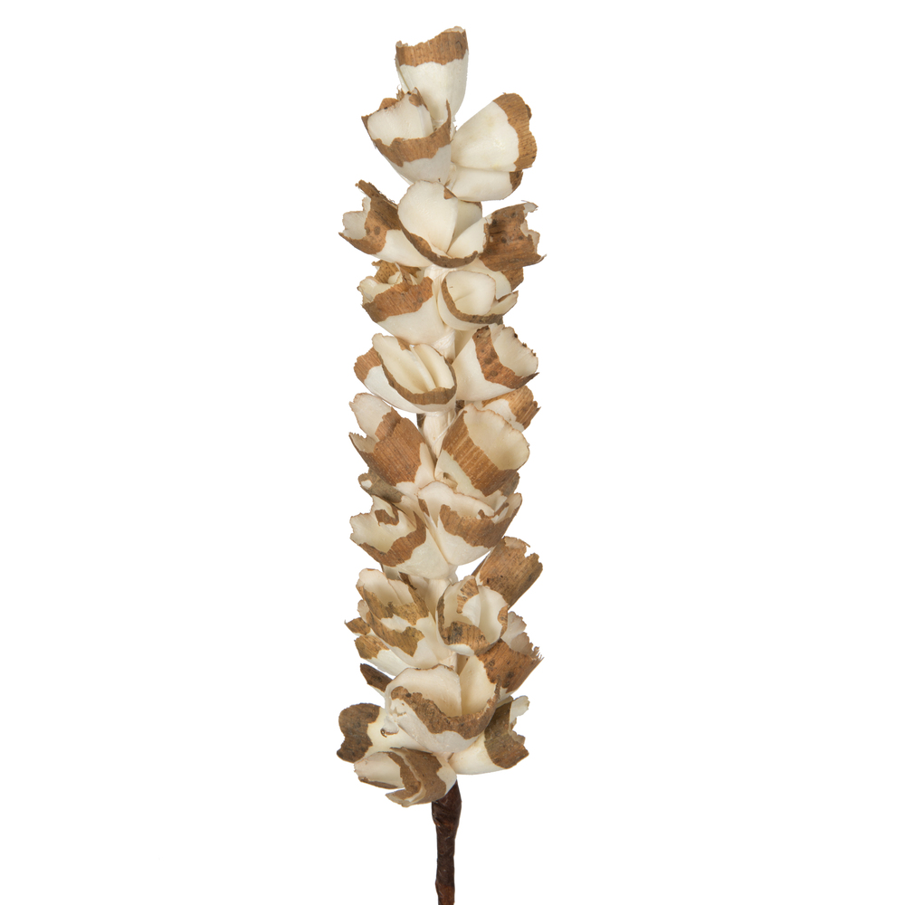 24" Natural Sola Scrape Skin Cone 12/bg
