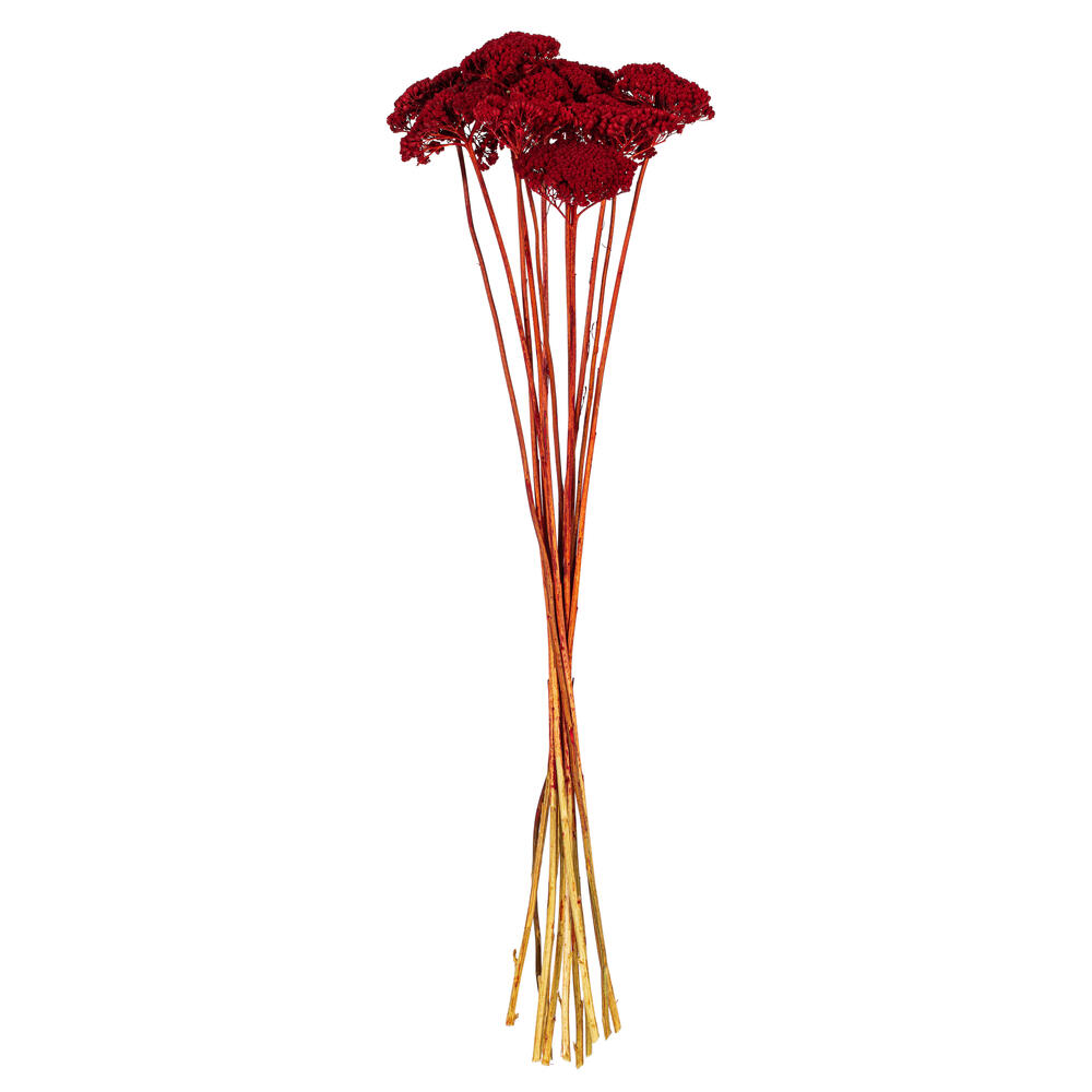 Vickerman Dried Yarrow Achillea Parker Bunch