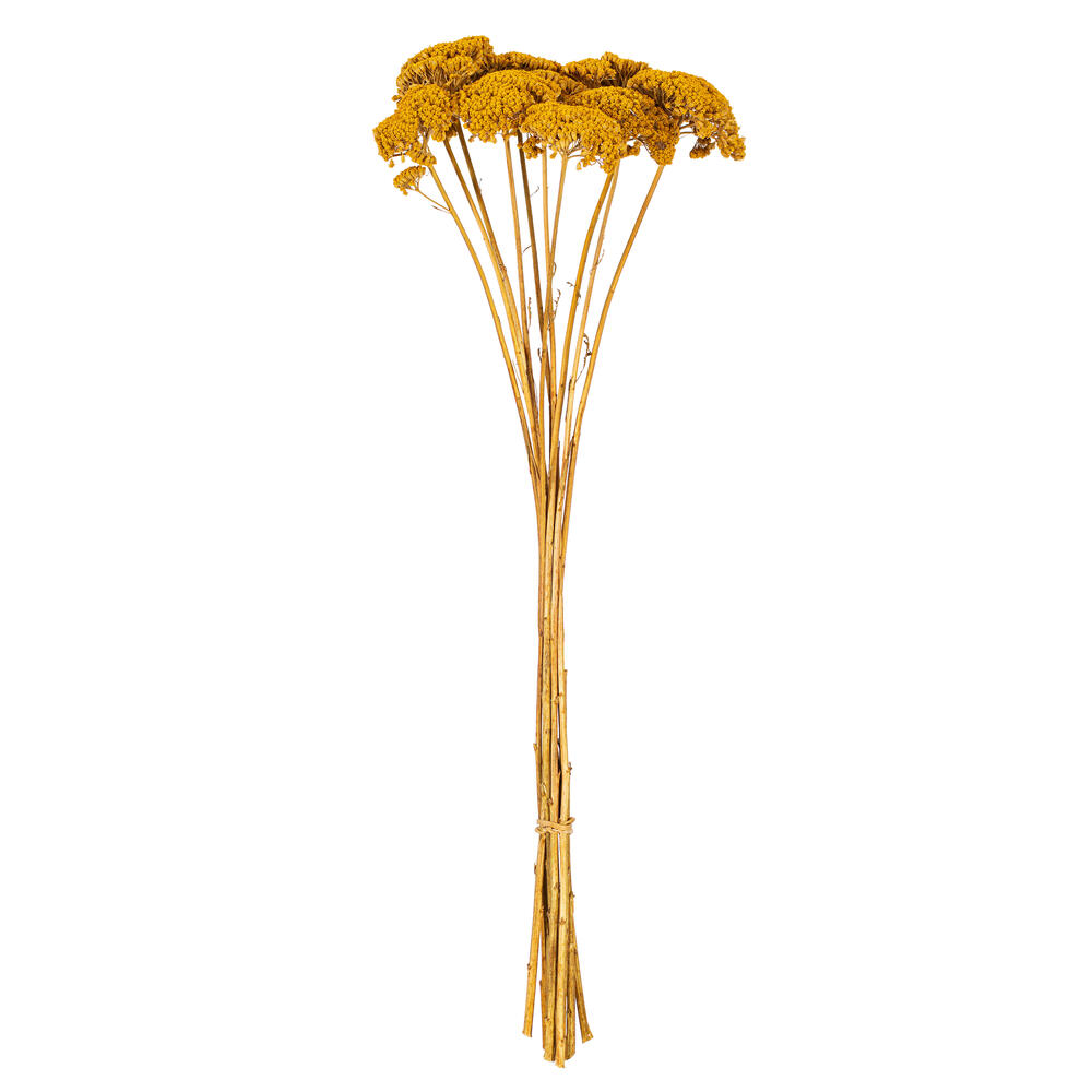 Vickerman Dried Yarrow Achillea Parker Bunch
