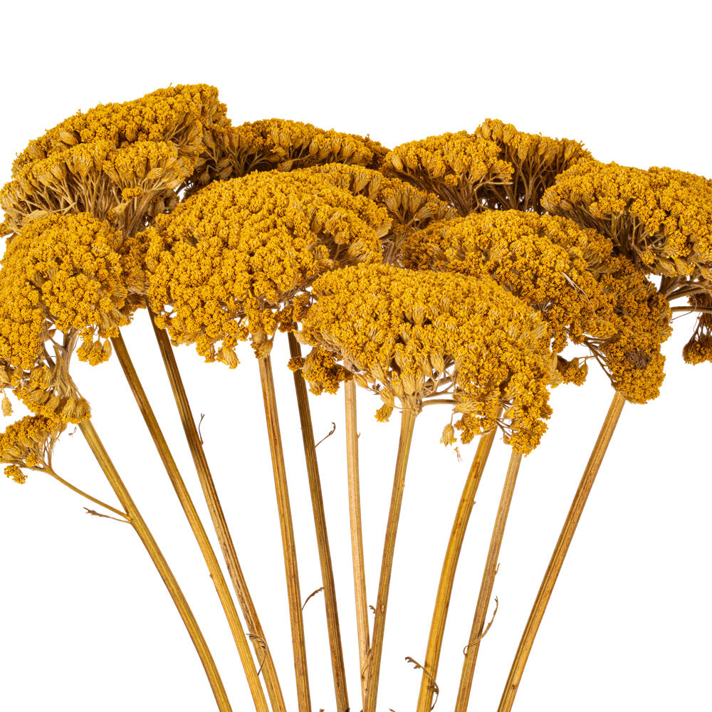 Vickerman Dried Yarrow Achillea Parker Bunch