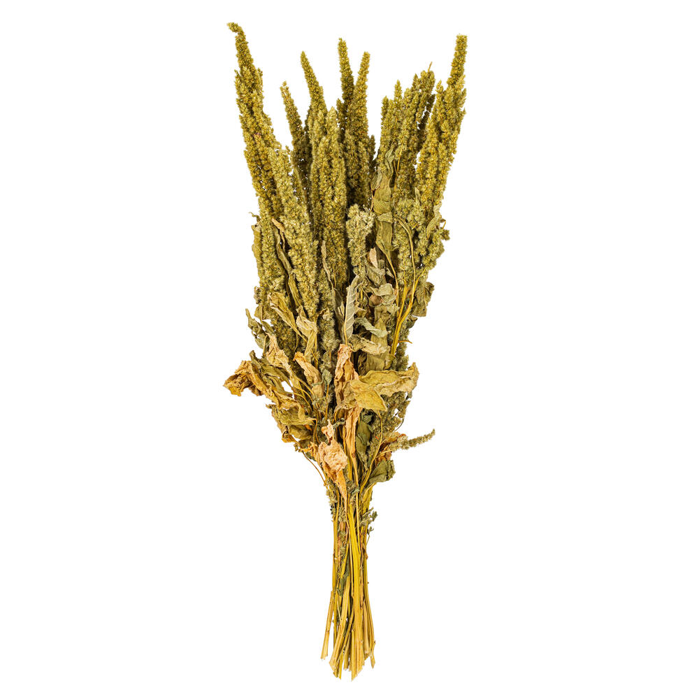 22" Amaranthus Bunch