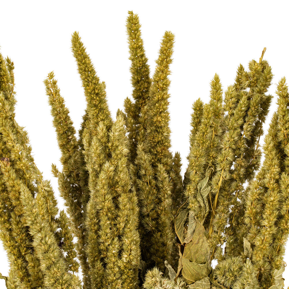 Vickerman 22" Dried Natural Standing Amaranthus Bunch, 3.5 oz
