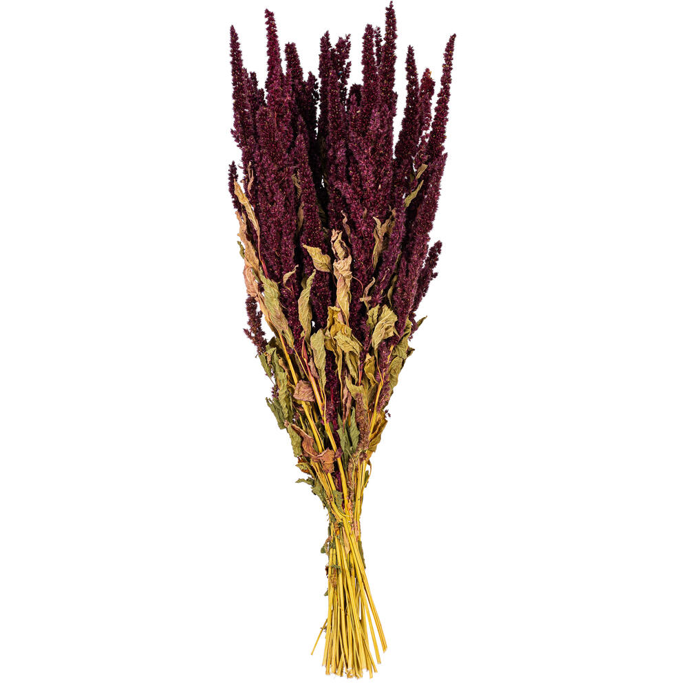 Vickerman 22" Dried Natural Standing Amaranthus Bunch, 3.5 oz