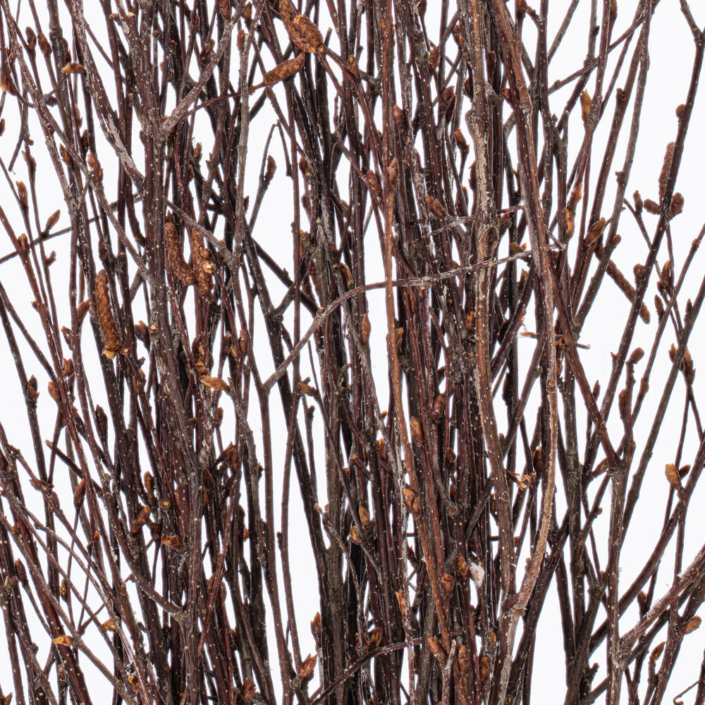 Vickerman Dried Natural Brown Birch Twig
