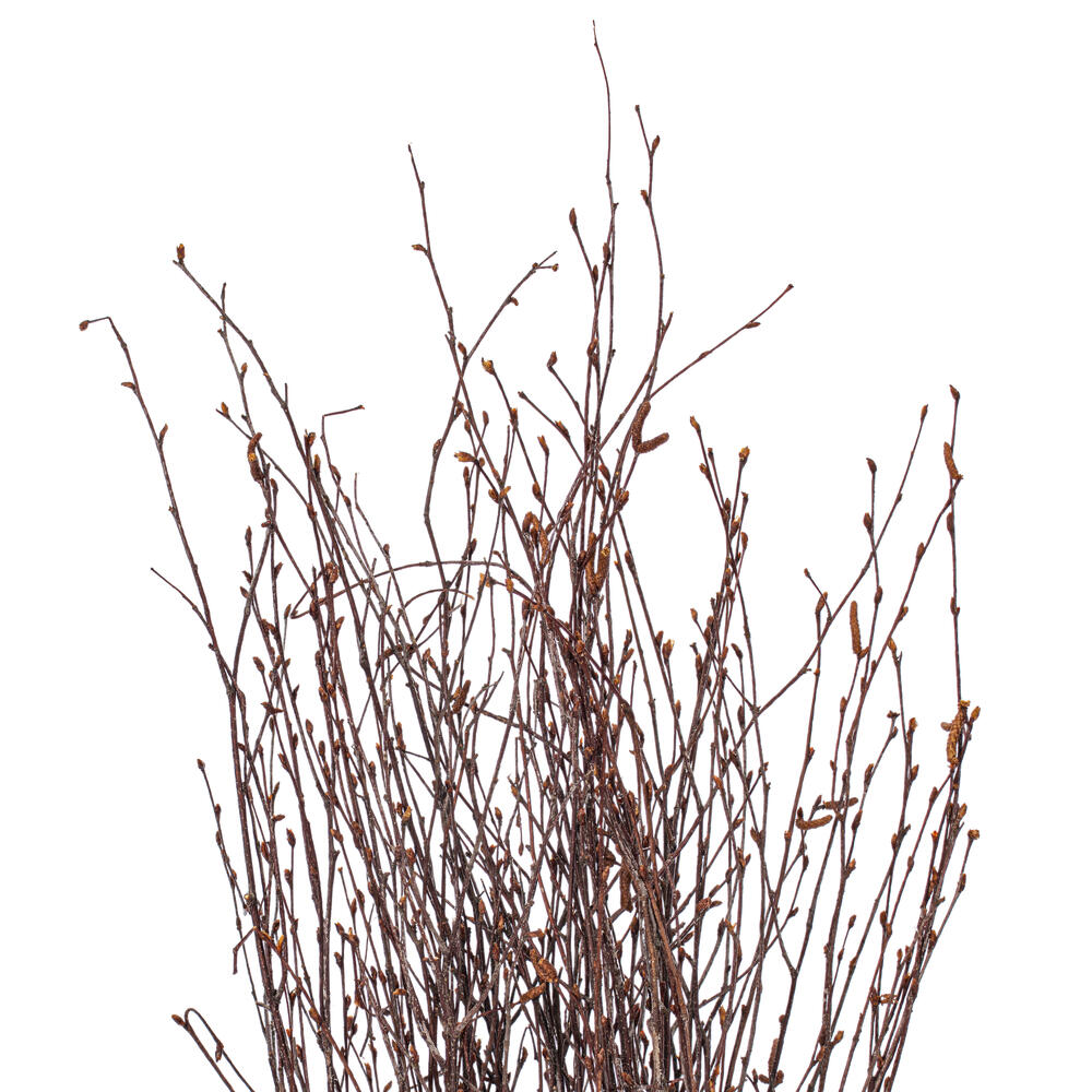 Vickerman Dried Natural Brown Birch Twig
