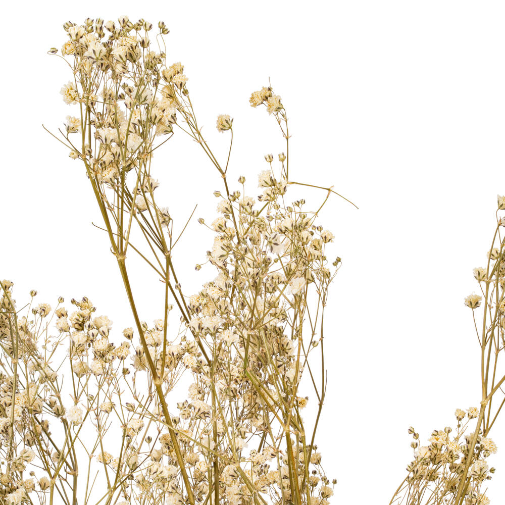 24" Natural White Dried Gypsophila .7 oz