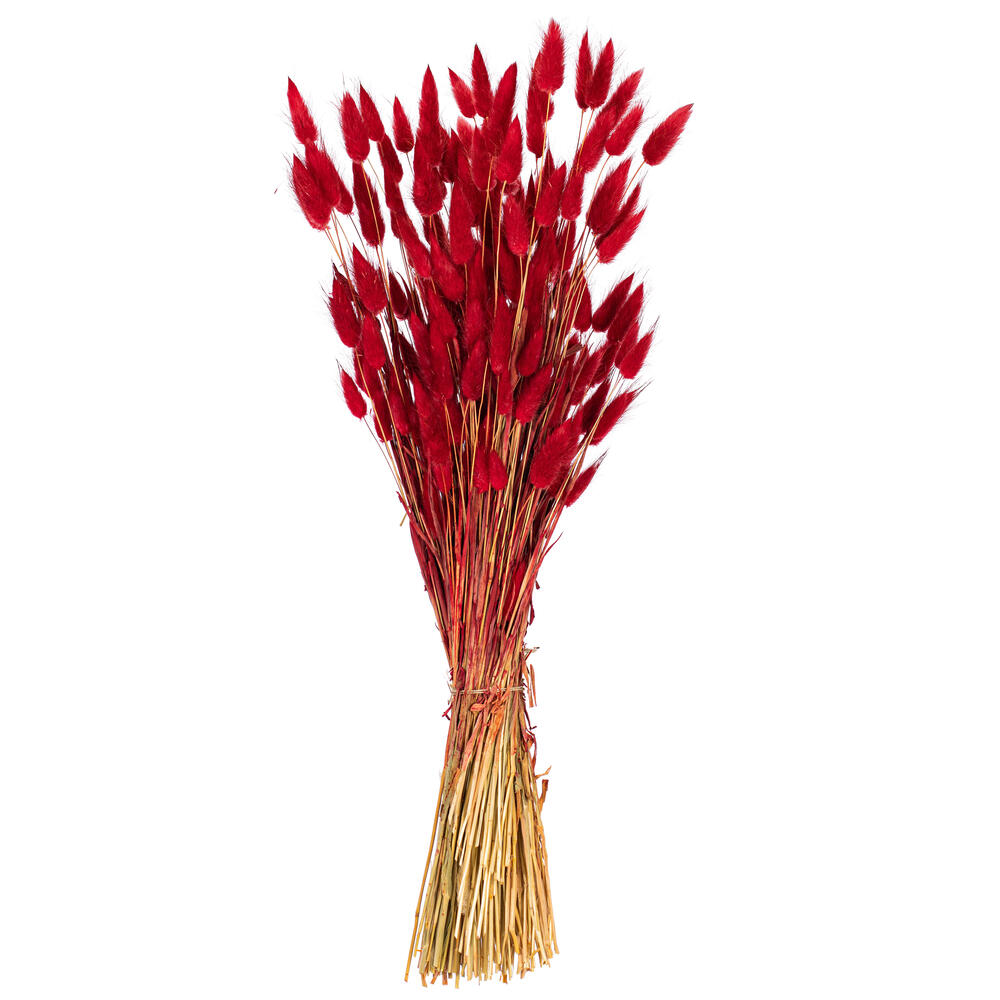 Vickerman 24" Dried Bunny Tail Lagurus Bunch, 3 oz