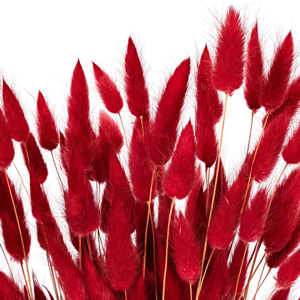 Vickerman 24" Dried Bunny Tail Lagurus Bunch, 3 oz