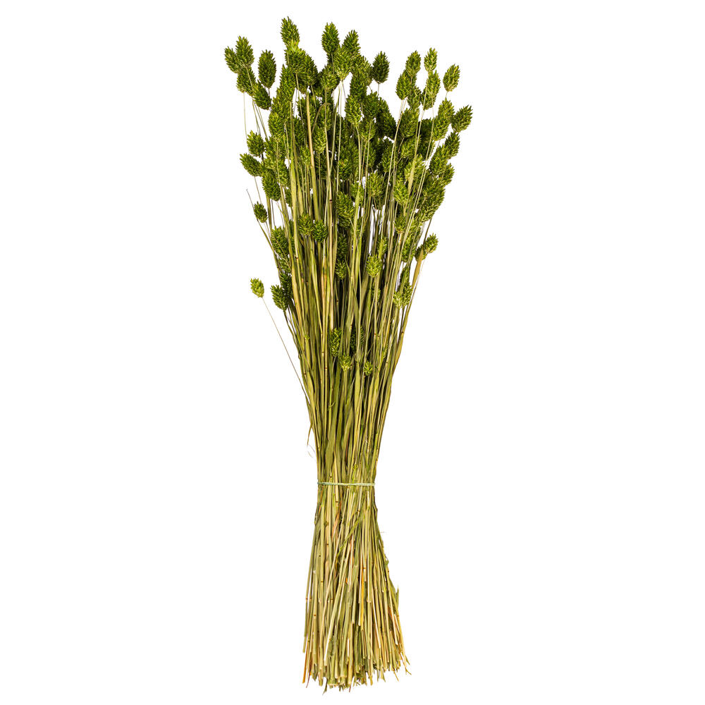 Vickerman 26" Dried Phalaris Bunch, 7 oz