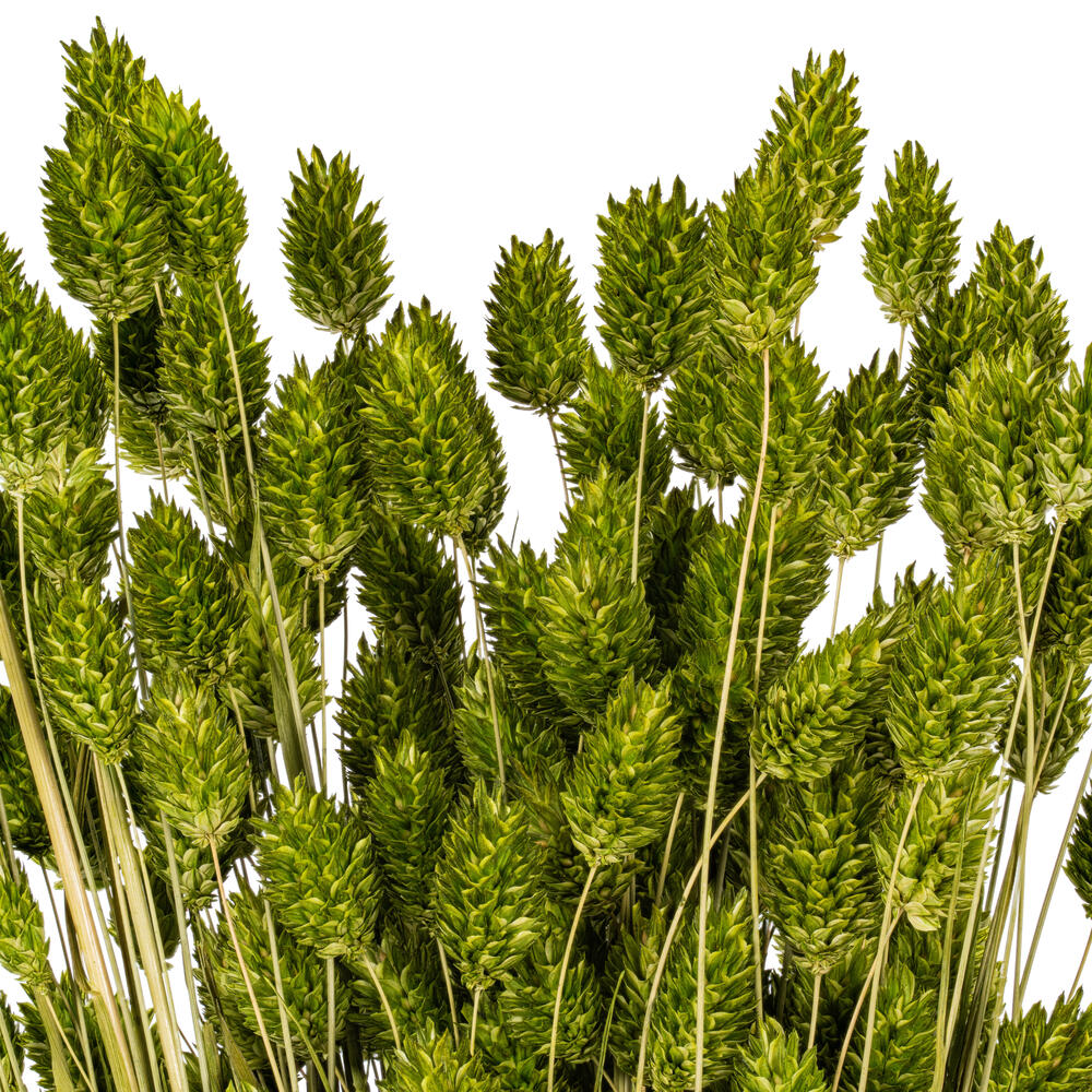 Vickerman 26" Dried Phalaris Bunch, 7 oz