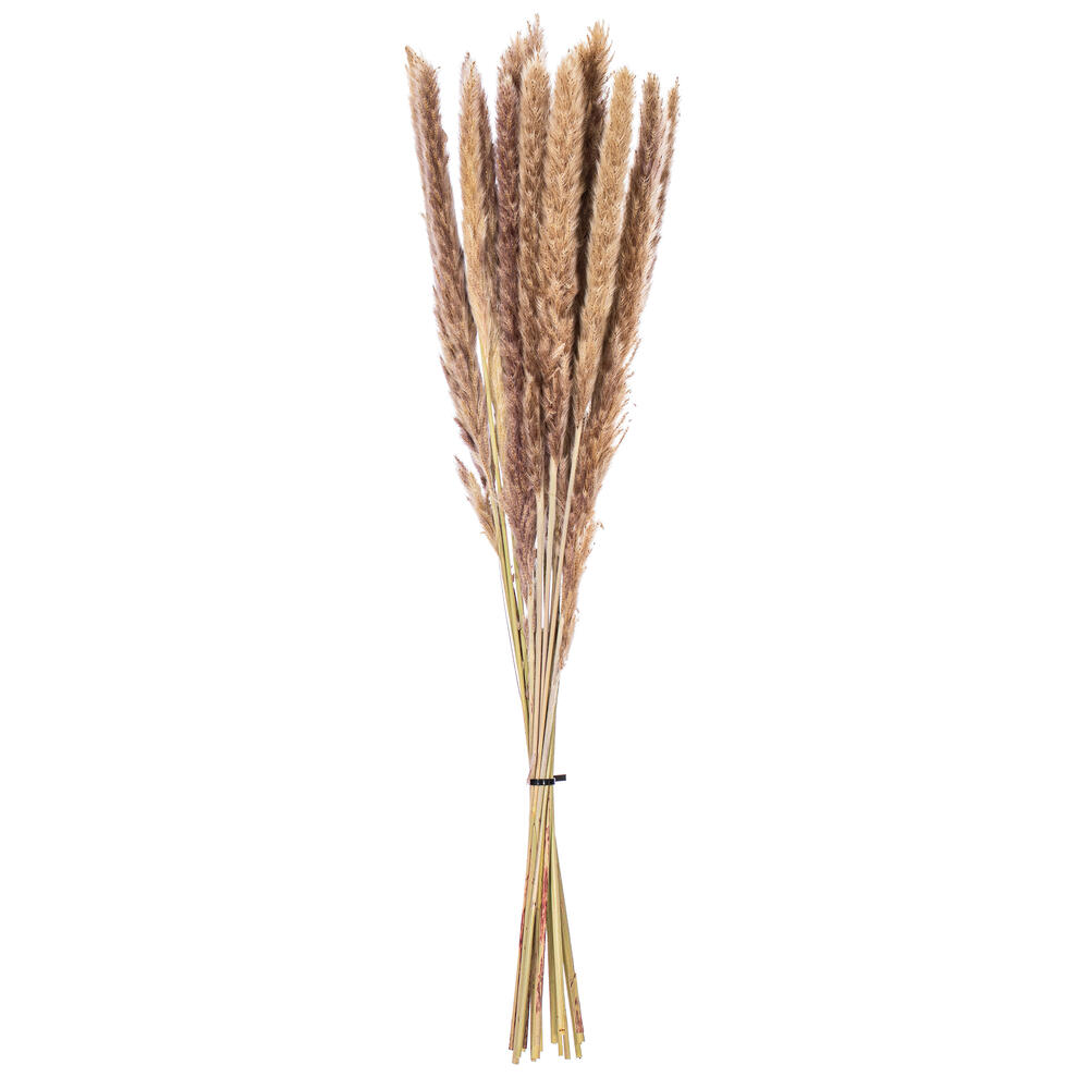 Vickerman 30" Dried  Reed Bunch. Approximately 20 stems. 