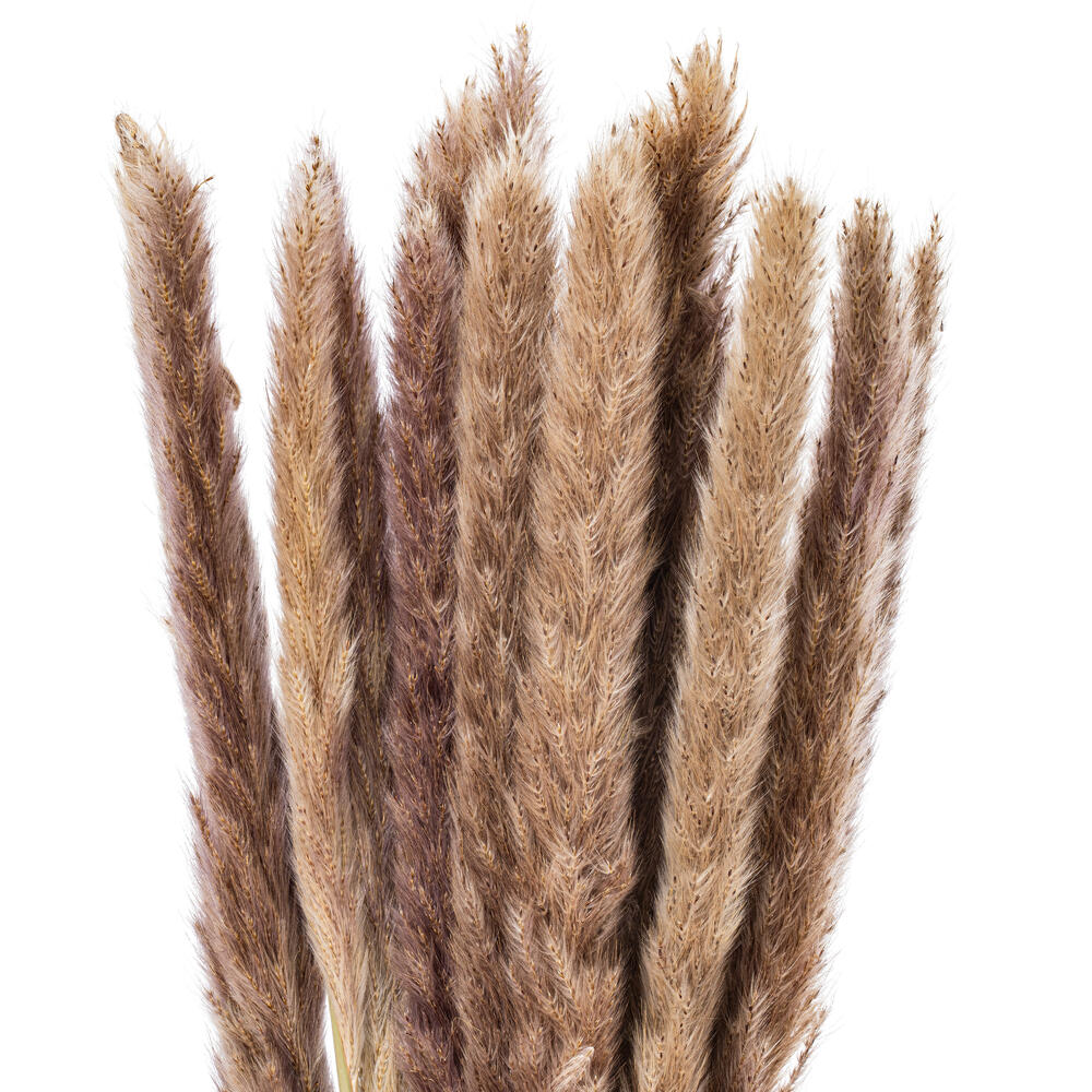 Vickerman 30" Dried  Reed Bunch. Approximately 20 stems. 