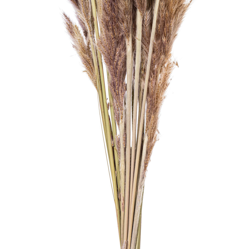 Vickerman 30" Dried  Reed Bunch. Approximately 20 stems. 