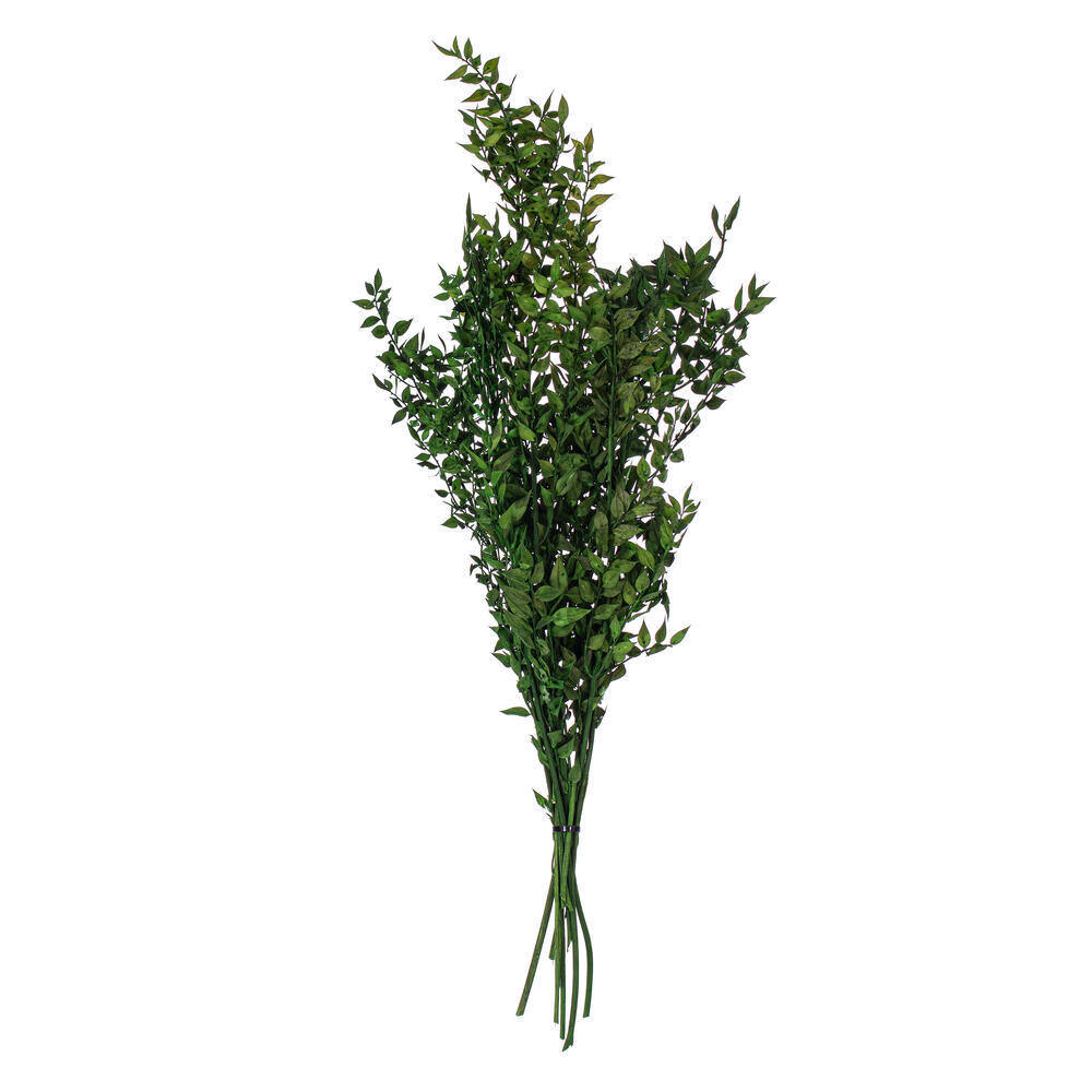 Vickerman 30" Dried / Preserved Ruscus 5.25 oz. Bunch 