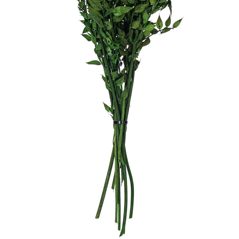 Vickerman 30" Dried / Preserved Ruscus 5.25 oz. Bunch 