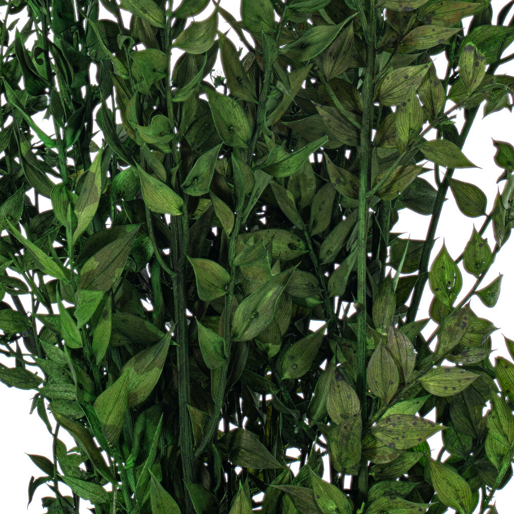 Vickerman 30" Dried / Preserved Ruscus 5.25 oz. Bunch 