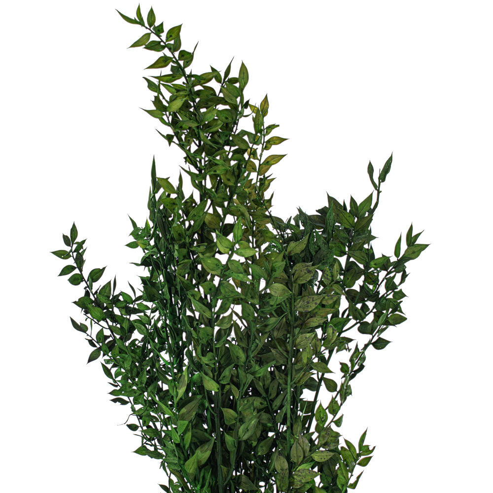 Vickerman 30" Dried / Preserved Ruscus 5.25 oz. Bunch 