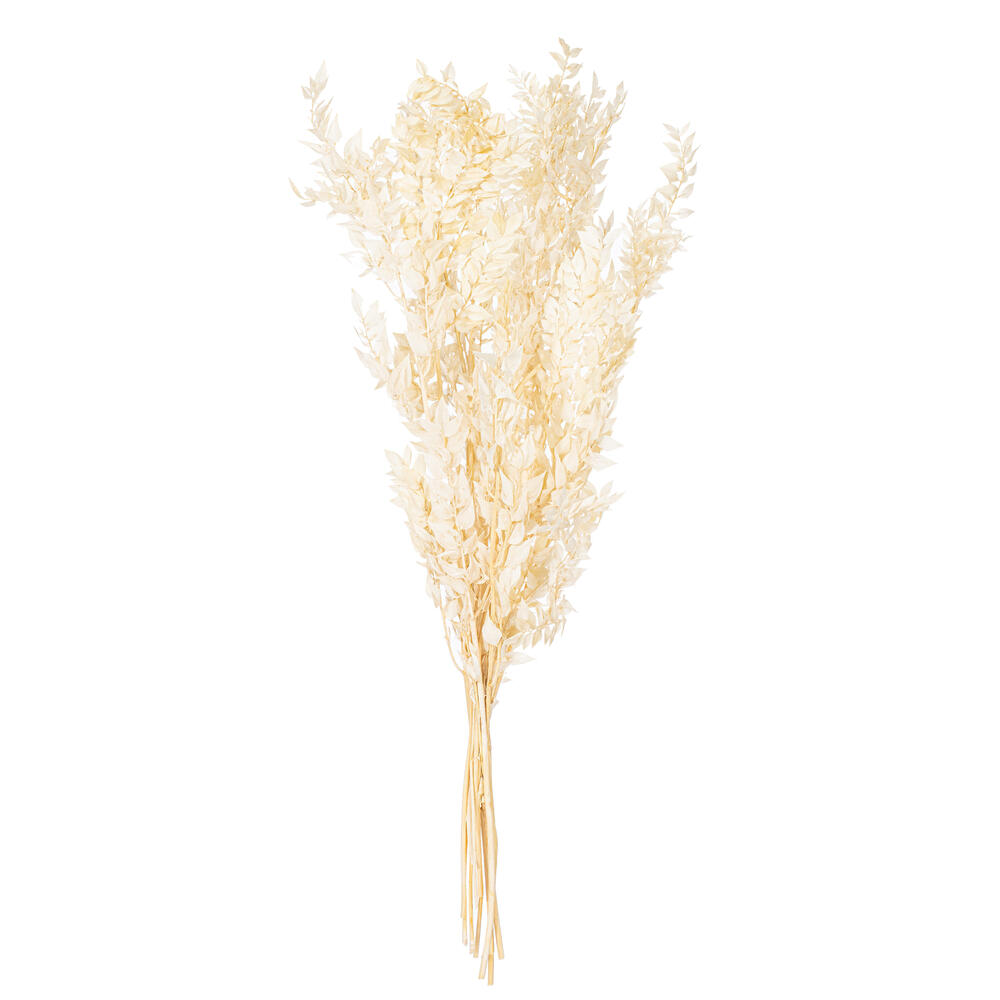 Vickerman 30" Dried / Preserved Ruscus 5.25 oz. Bunch 