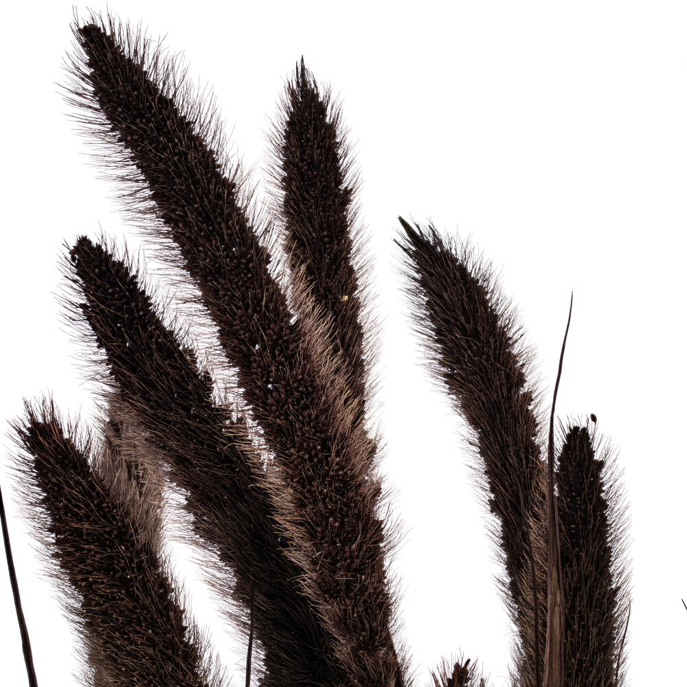 Vickerman 26" Dried Setarea Bunch, 6 oz.
