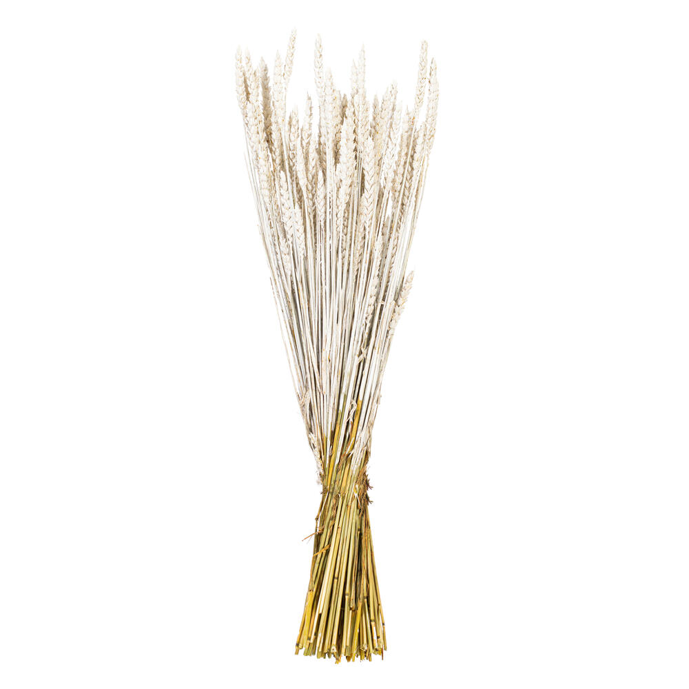 Vickerman 26" Dried Wheat Tarwe Triticum Bunch. This is a natural product, dimensions and color may vary plant to plant.
