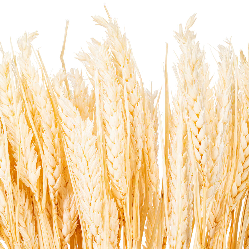 Vickerman 26" Dried Wheat Tarwe Triticum Bunch. This is a natural product, dimensions and color may vary plant to plant.