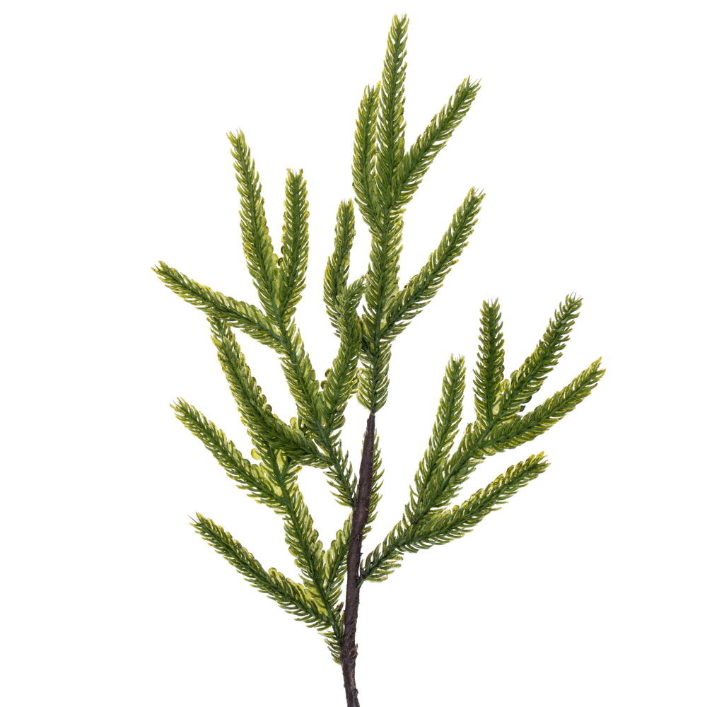 Vickerman Green Norfolk Potted Trees