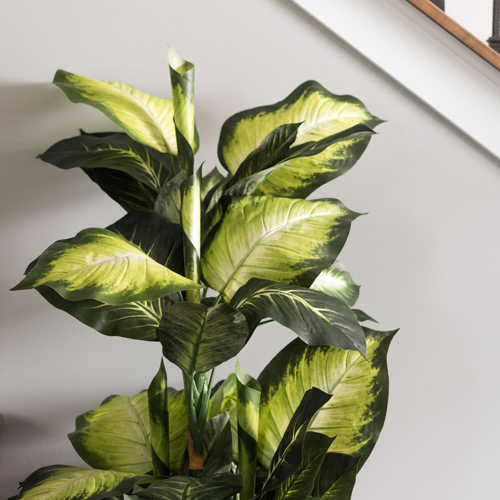 40" Dieffenbachia w/pot-Green White