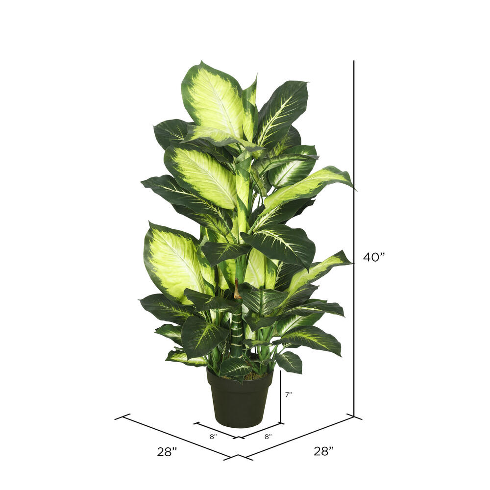 40" Dieffenbachia w/pot-Green White