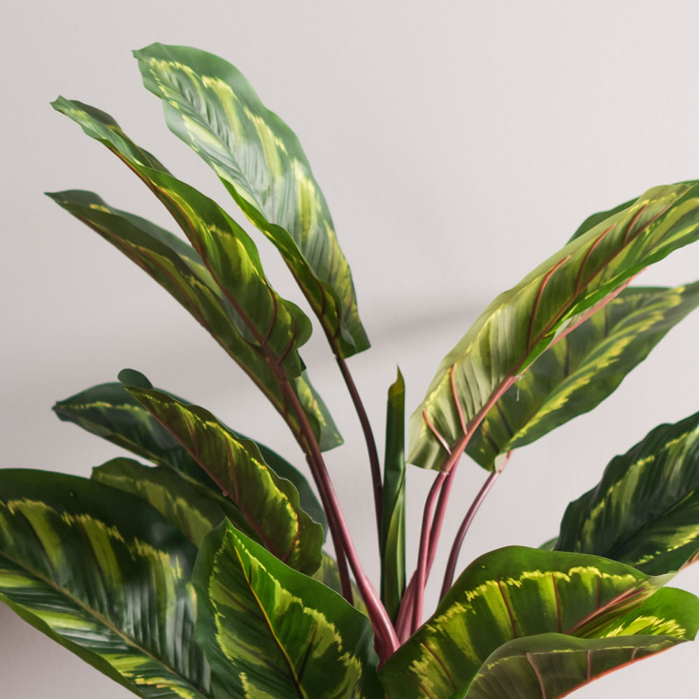 36" Calathea Peacock Plant w/Pot