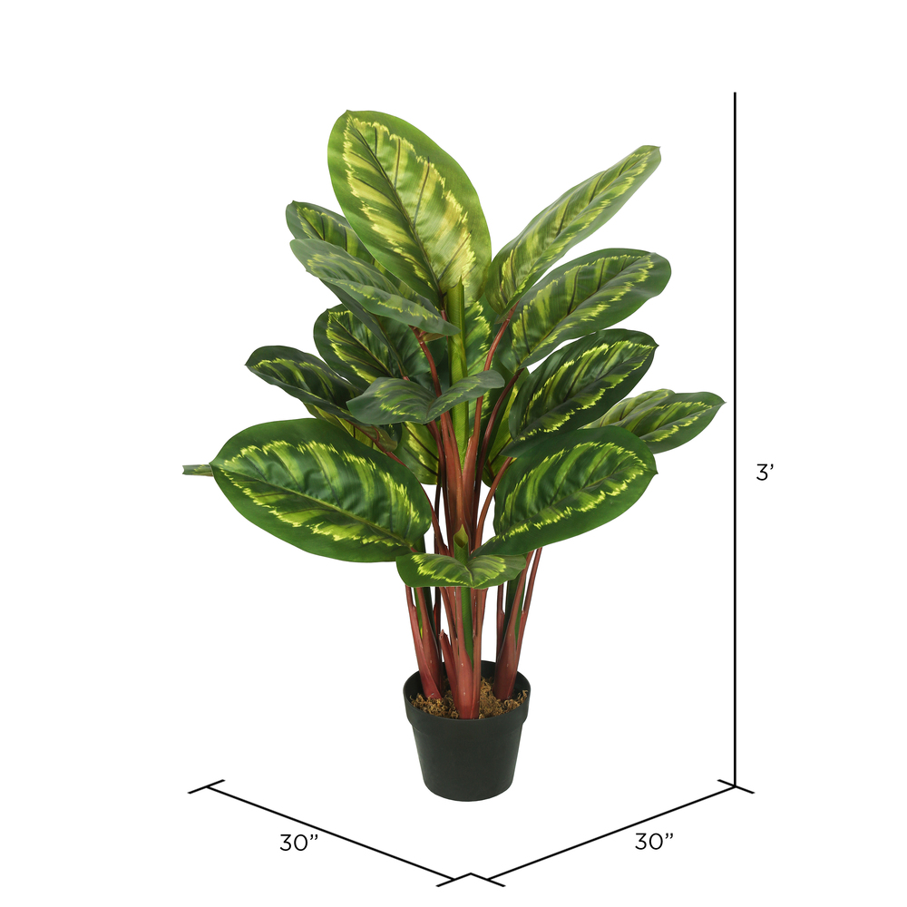 36" Calathea Peacock Plant w/Pot