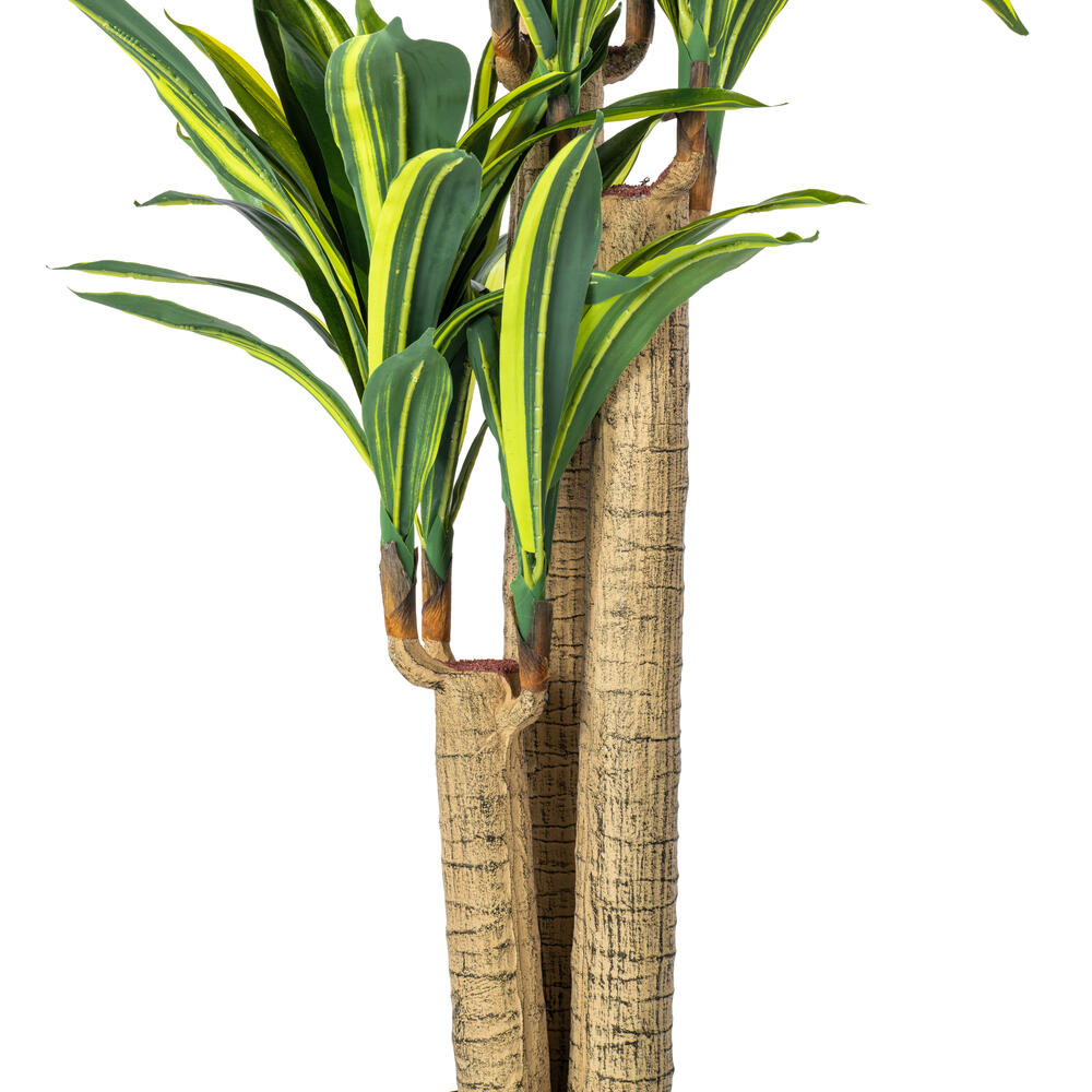 52" RT Dracaena Tree in Black Pot