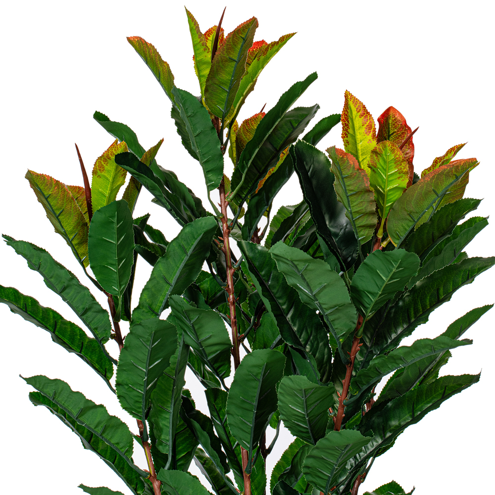 34" Green Myrtle in Pot 125 Lvs Real Tch