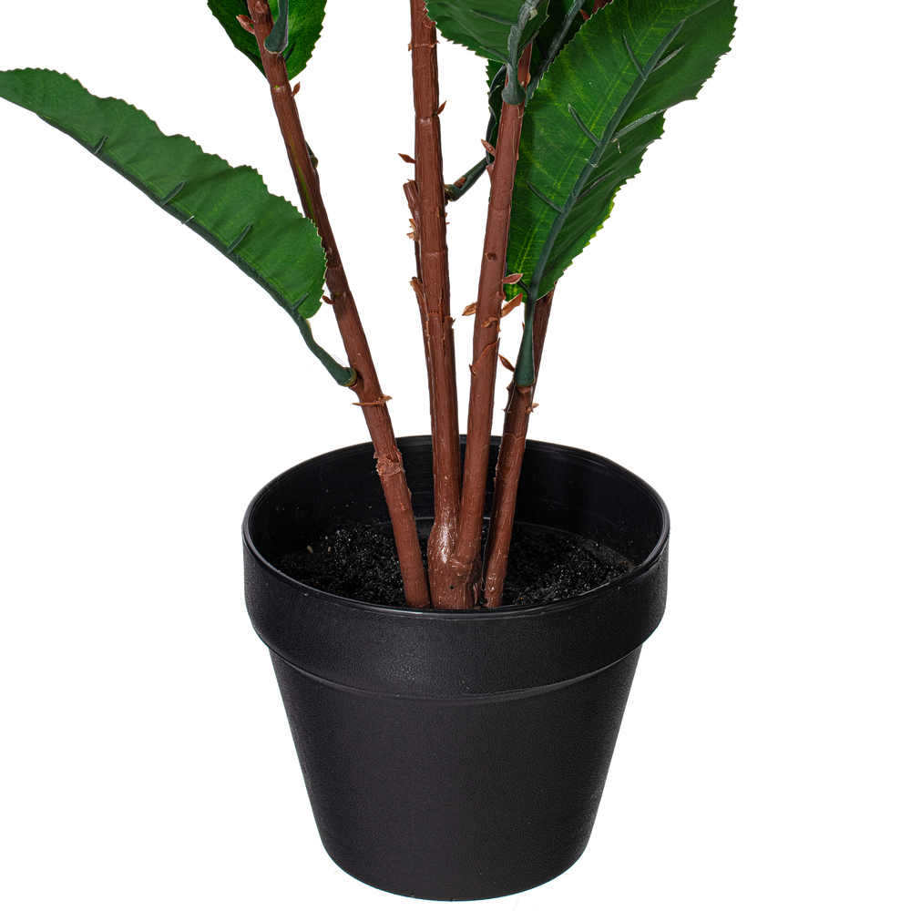 34" Green Myrtle in Pot 125 Lvs Real Tch
