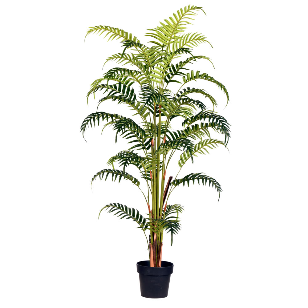 Fern Palms