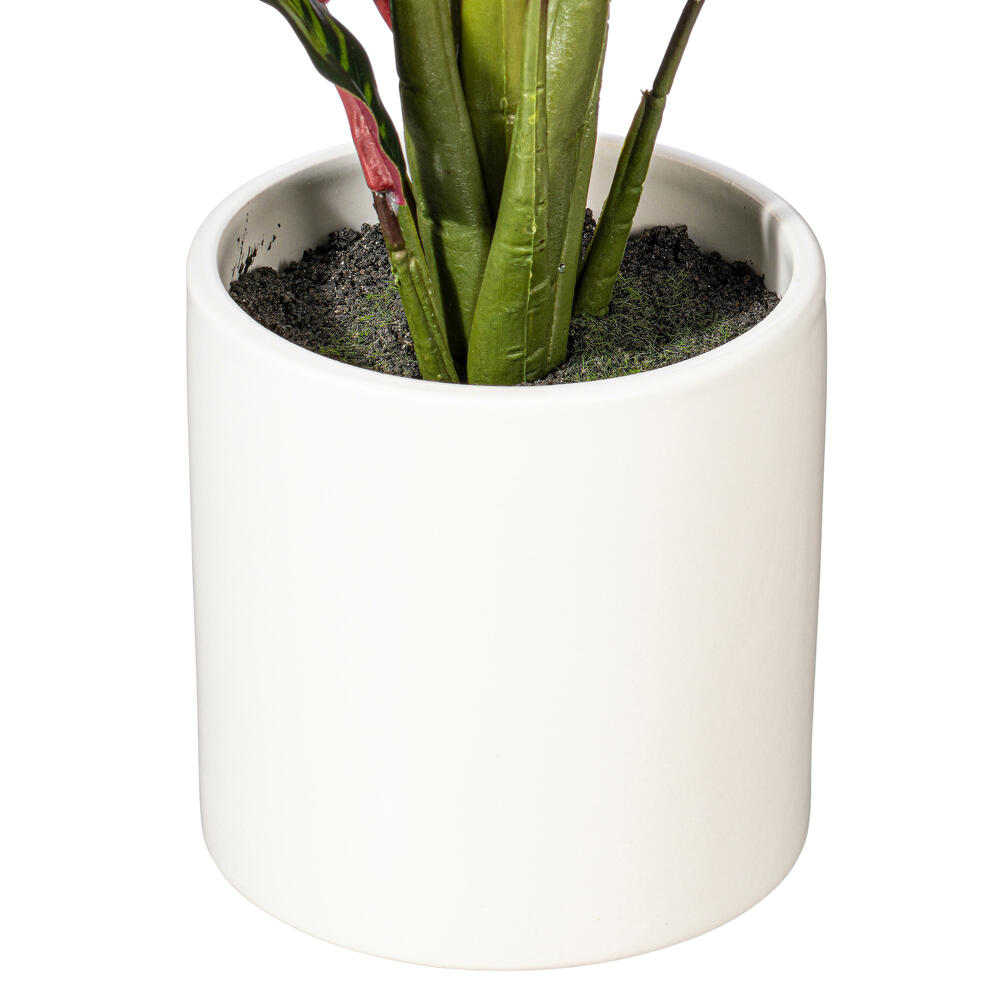19" Rattlesnake Calathea in White Pot