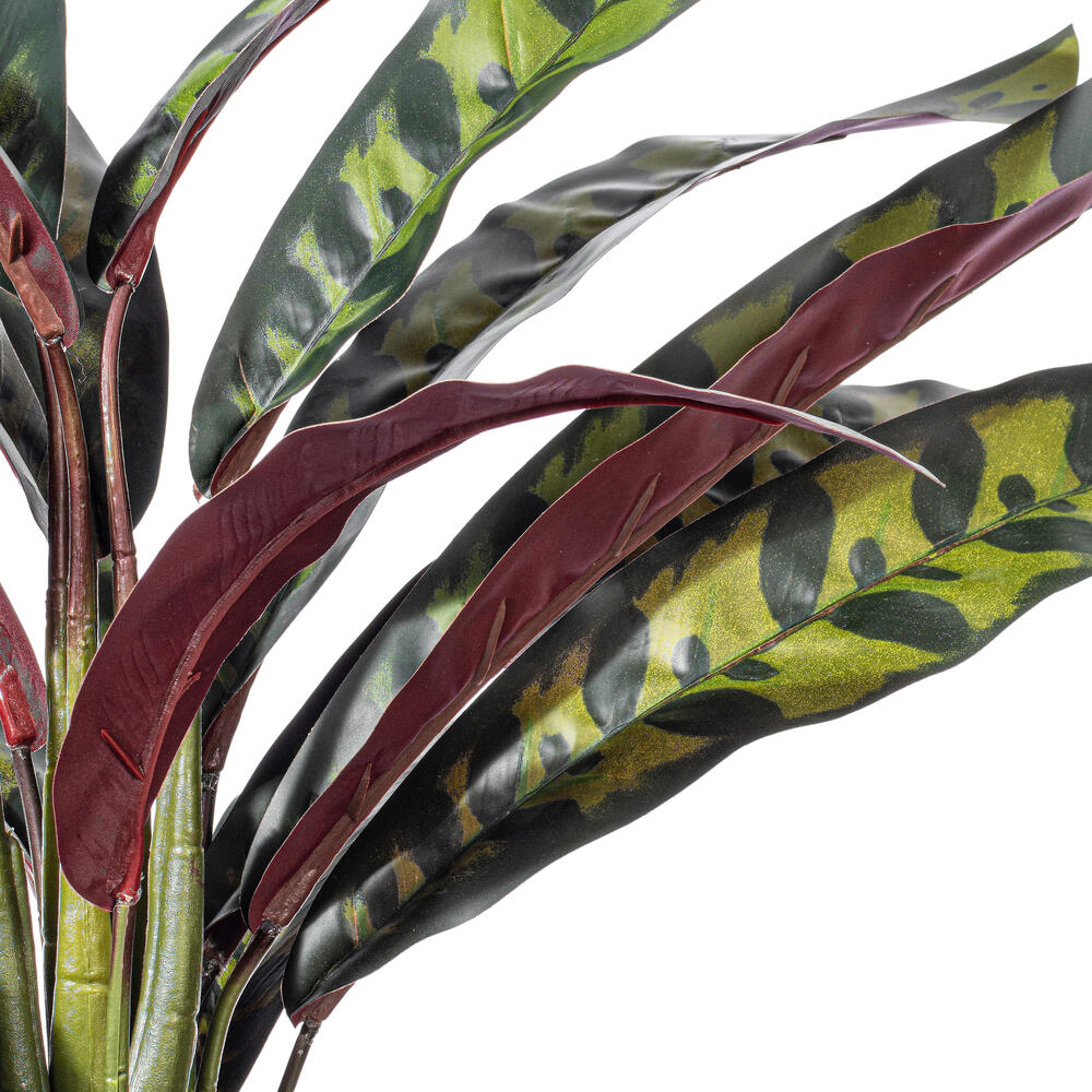 19" Rattlesnake Calathea in White Pot
