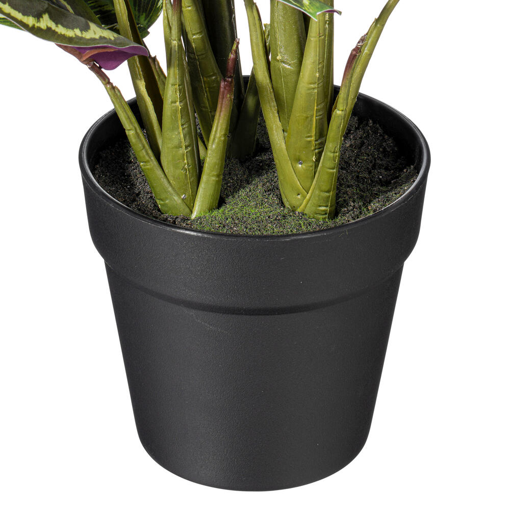 16" Calathea Veitchiana in Black Pot